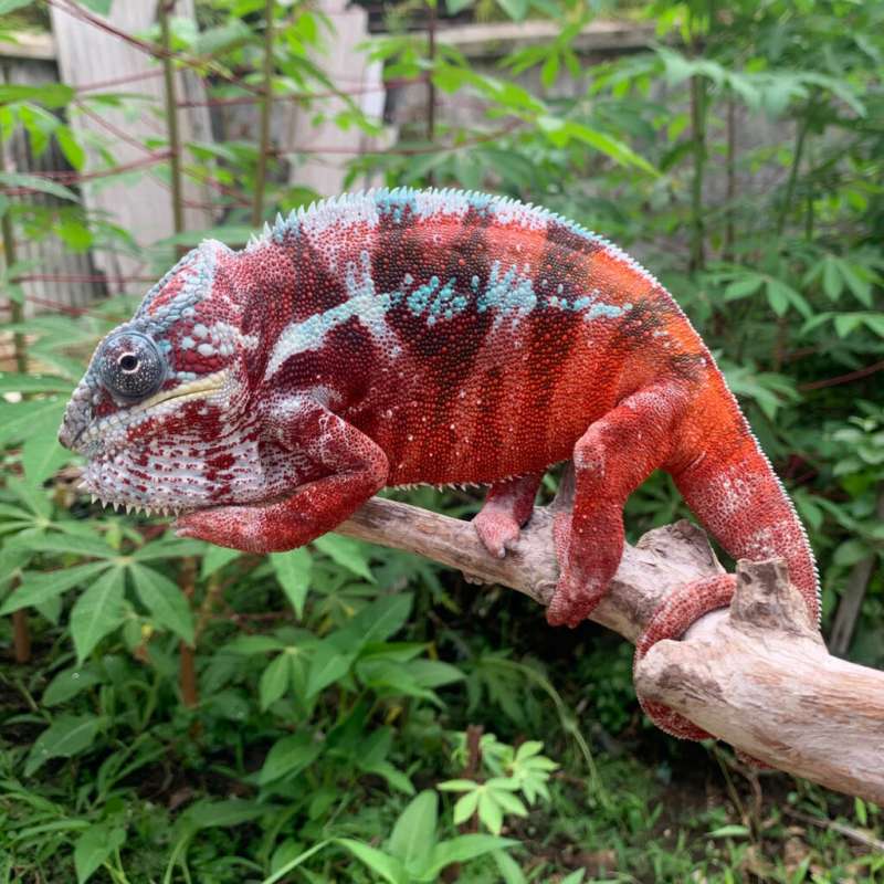 Panther Chameleon Ambilobe