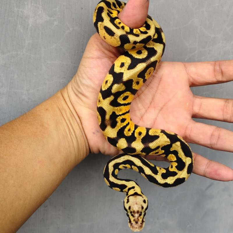 (F) Spotnose pastel het clown