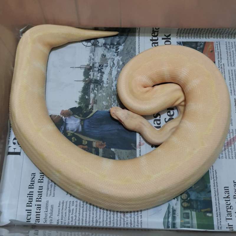ALBINO CINNAMON PINSTRIPE