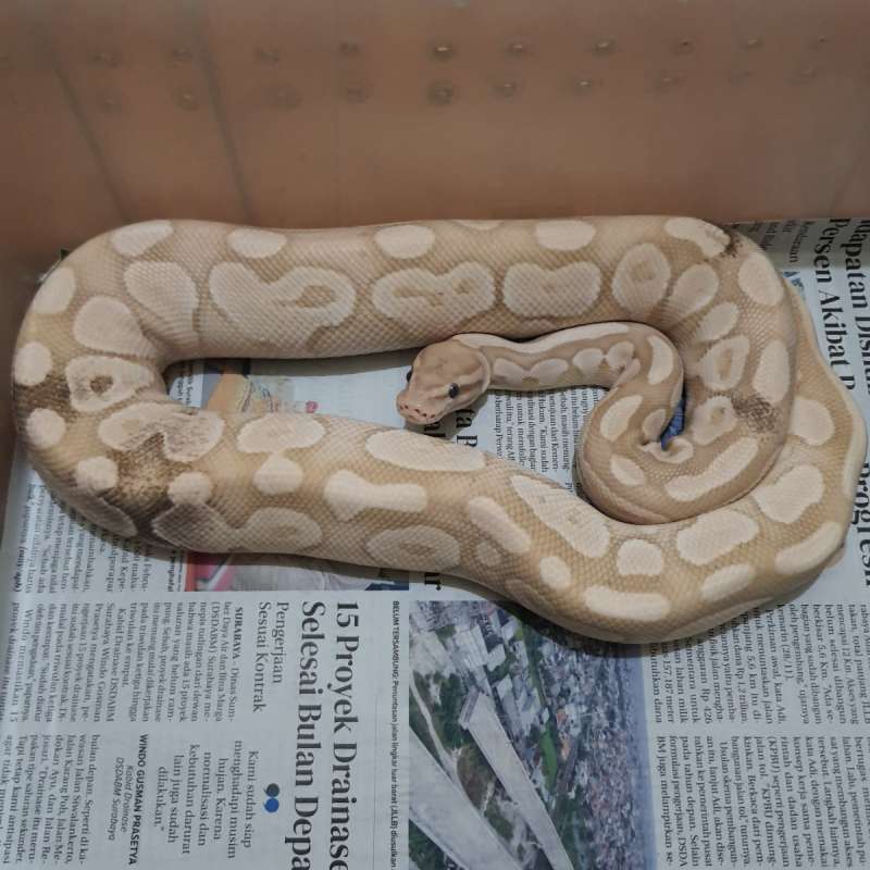 BANANA BUTTER