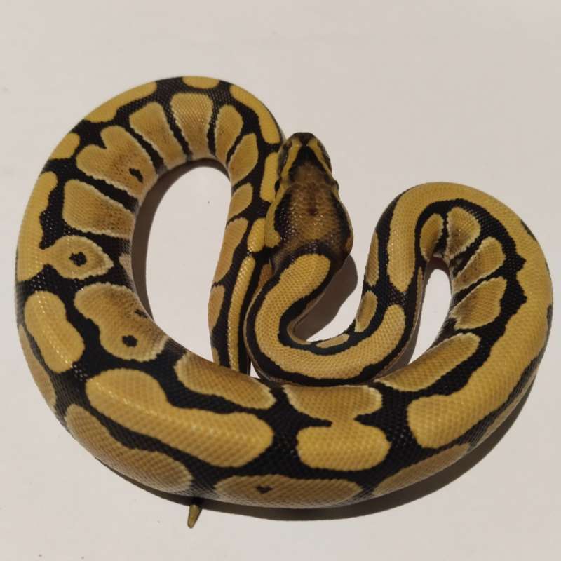 Premium F DG Ph Hypo