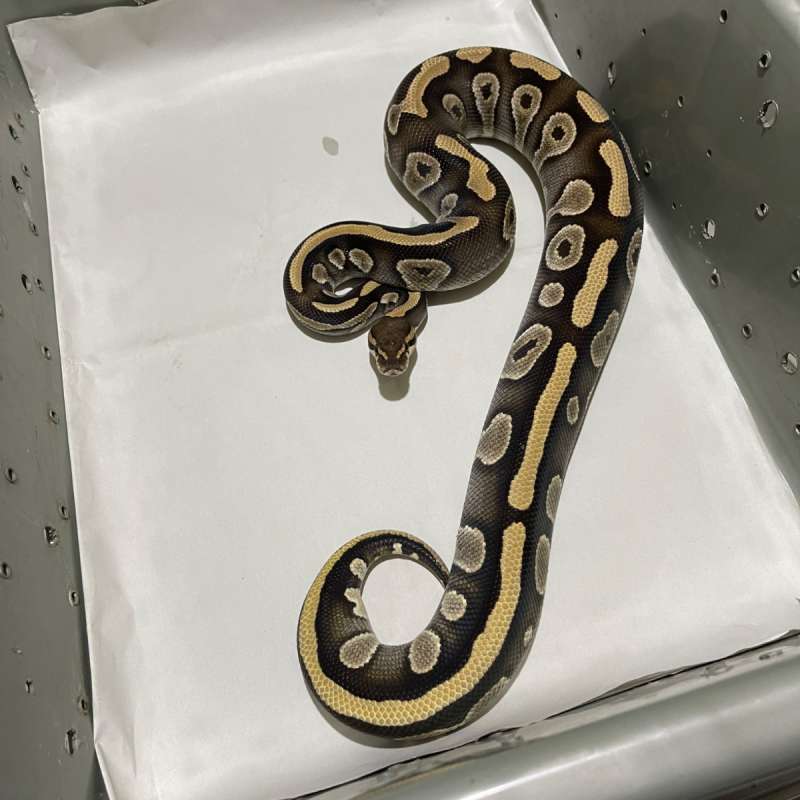 ADULT FEMALE PHANTOM 100% HET CLOWN POSS FIRE