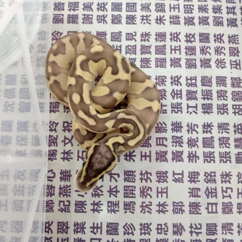 Lesser Enchi