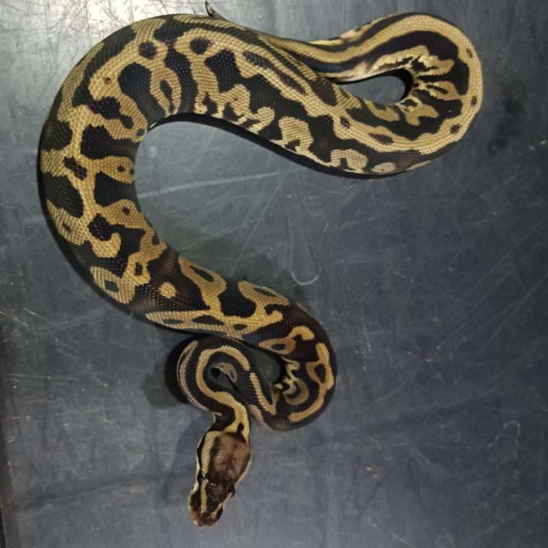 Pastel Leopard Het Axn