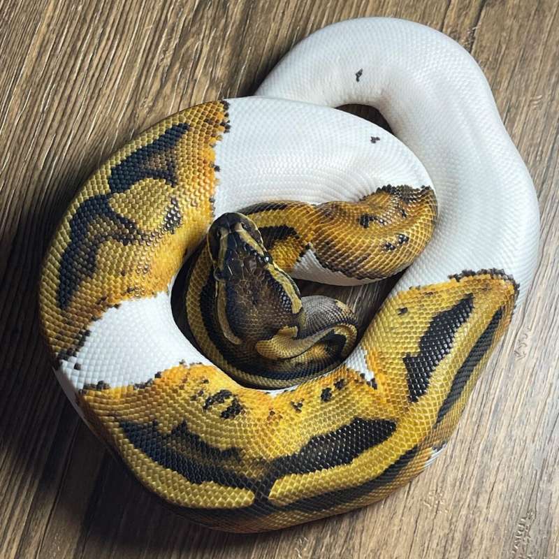 ORANGE DREAM PIED HET CLOWN