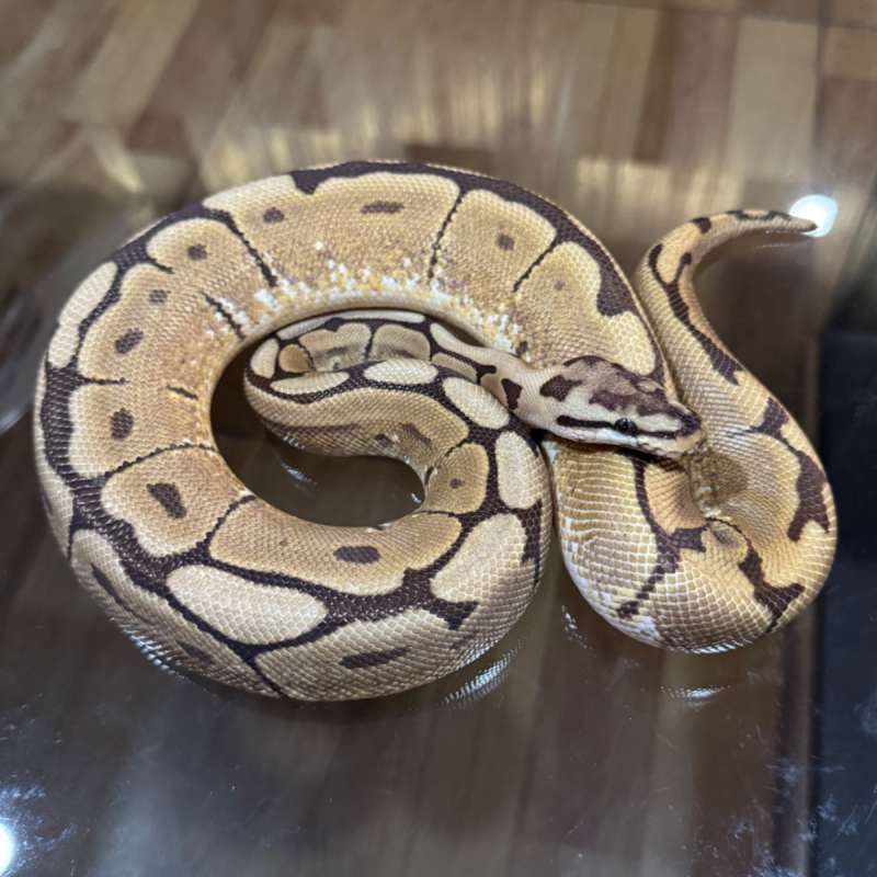 Spider het tristripe poss het lavender female