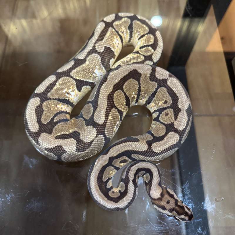 Enchi spotnose het clown female