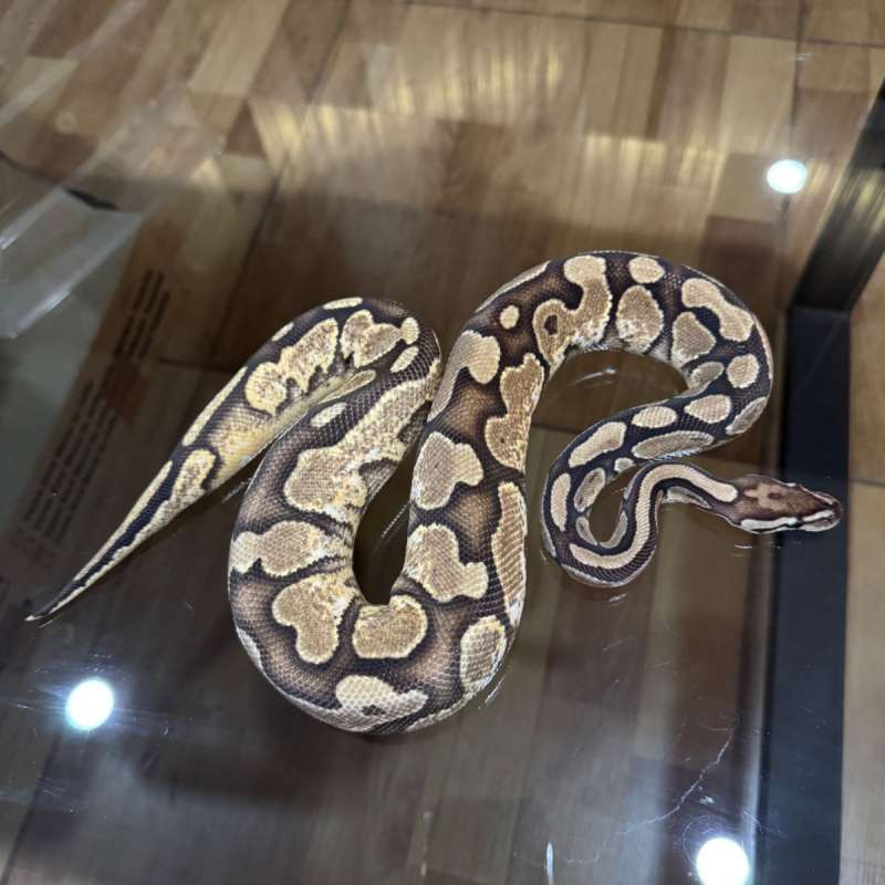 Calico spectre female