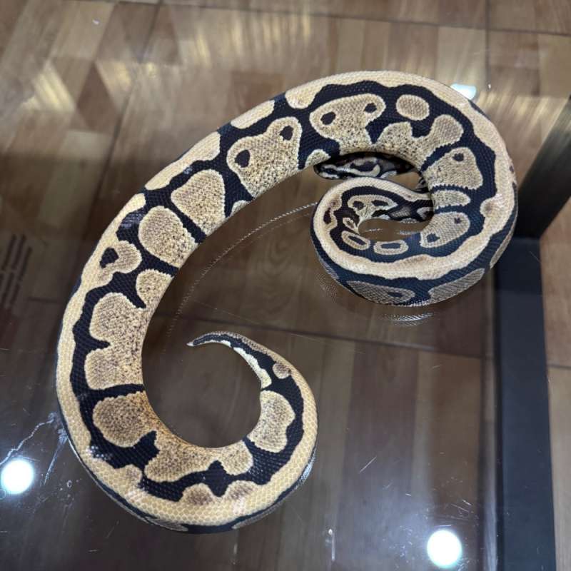 Spotnose poss het desert ghost pied female