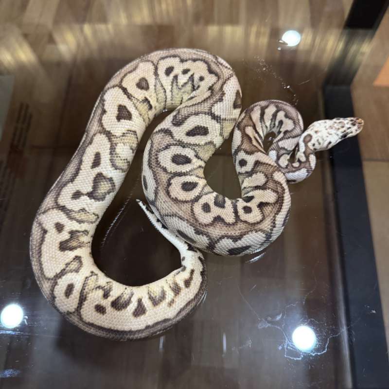 Spotnose pastel clown poss het desert ghost female