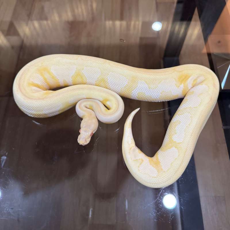 Mojave albino het pied female