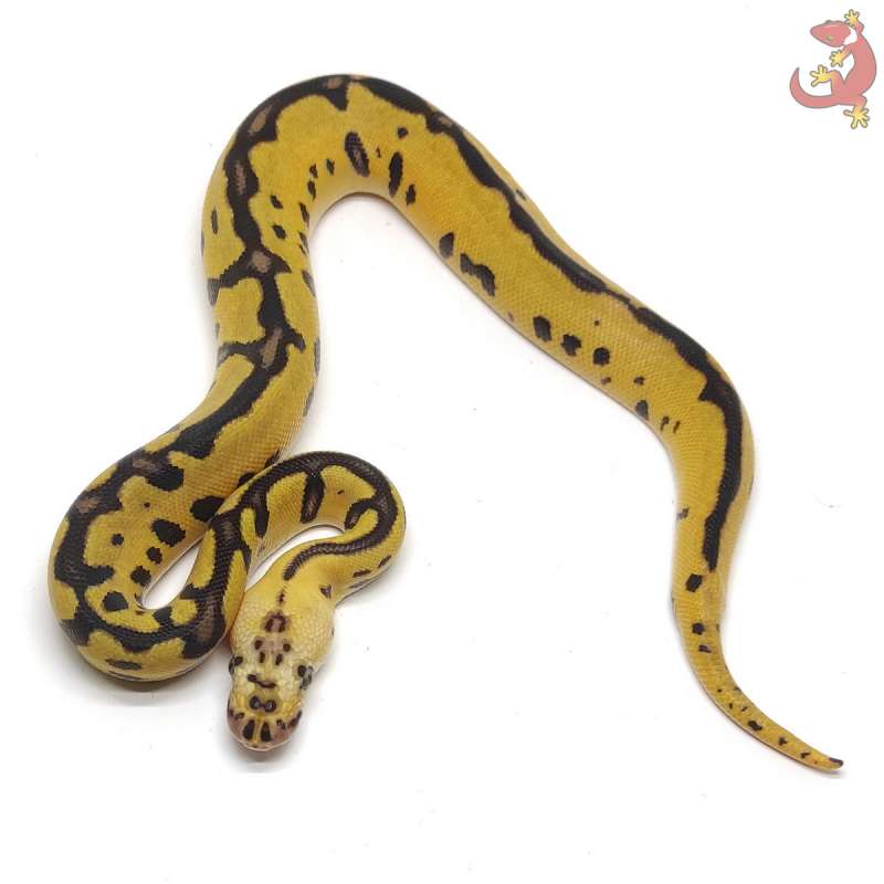 LEOPARD PASTEL CLOWN [24M21]