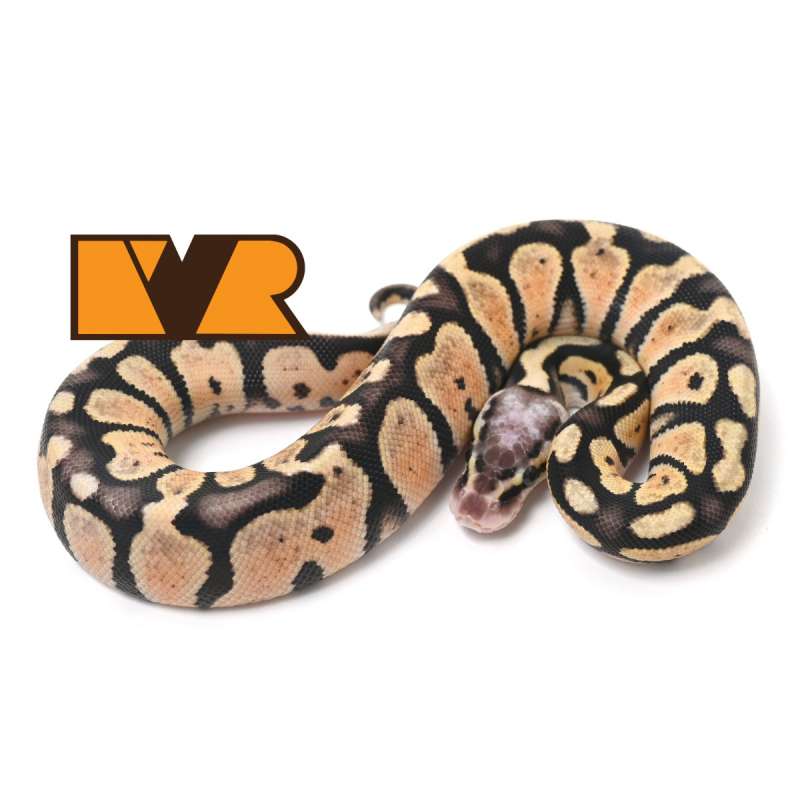 [Cerah] F Pastel double het Desert Ghost Clown [24C1005] [DG Clown Project]