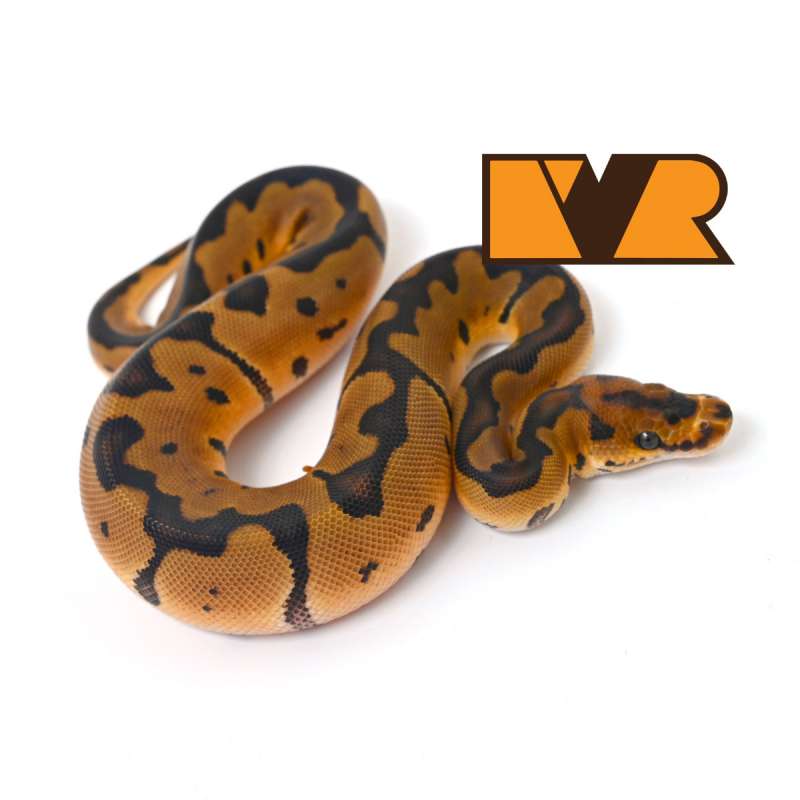 F Clown Poss Red Stripe [24C1402]