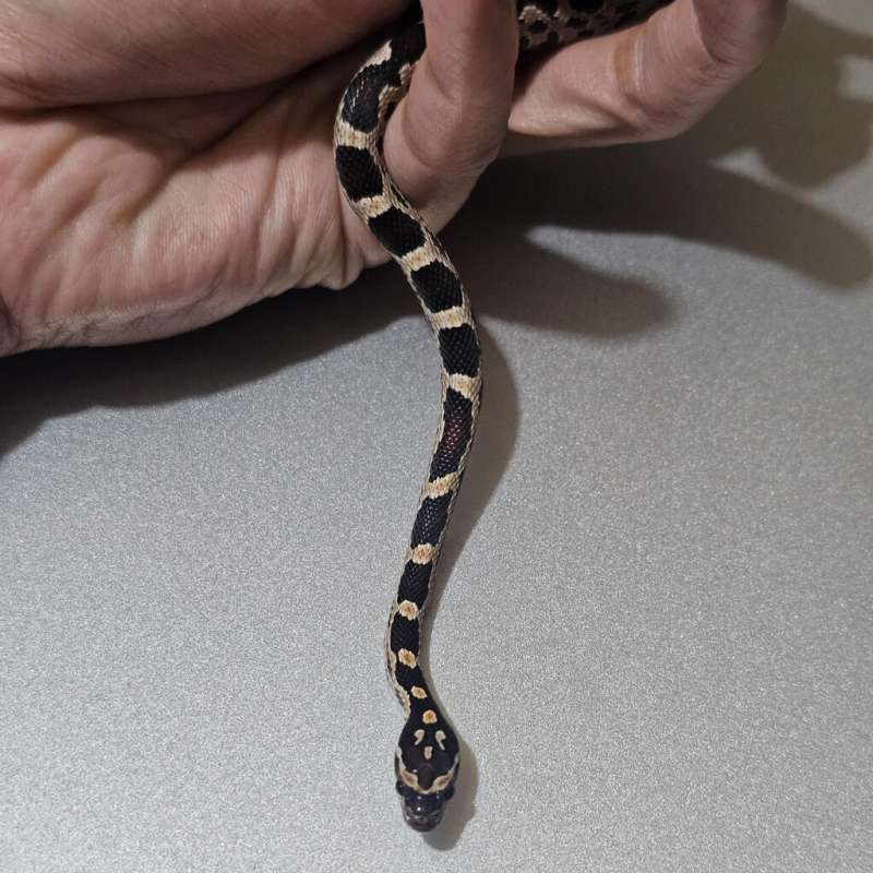 Extreme Okeetee het Albino