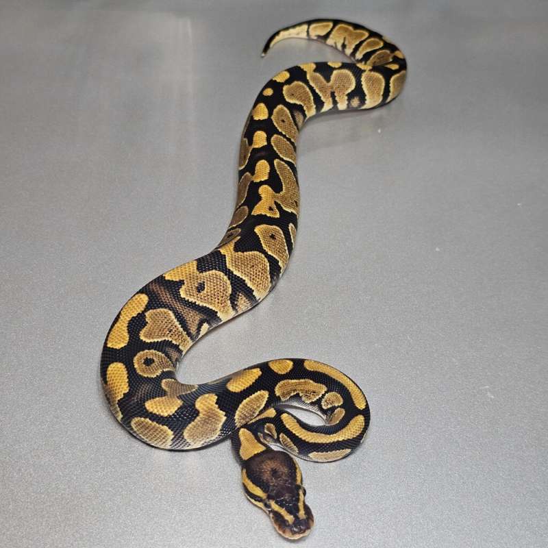 Yb dh Clown Pied 50%het albino