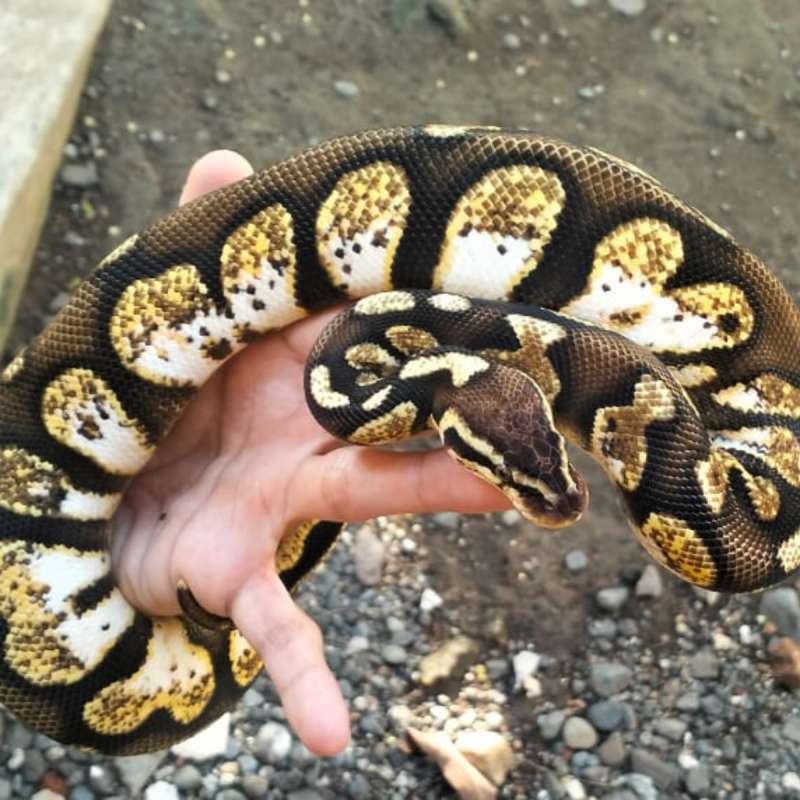 BALL PHYTON OD PASTEL CALICO