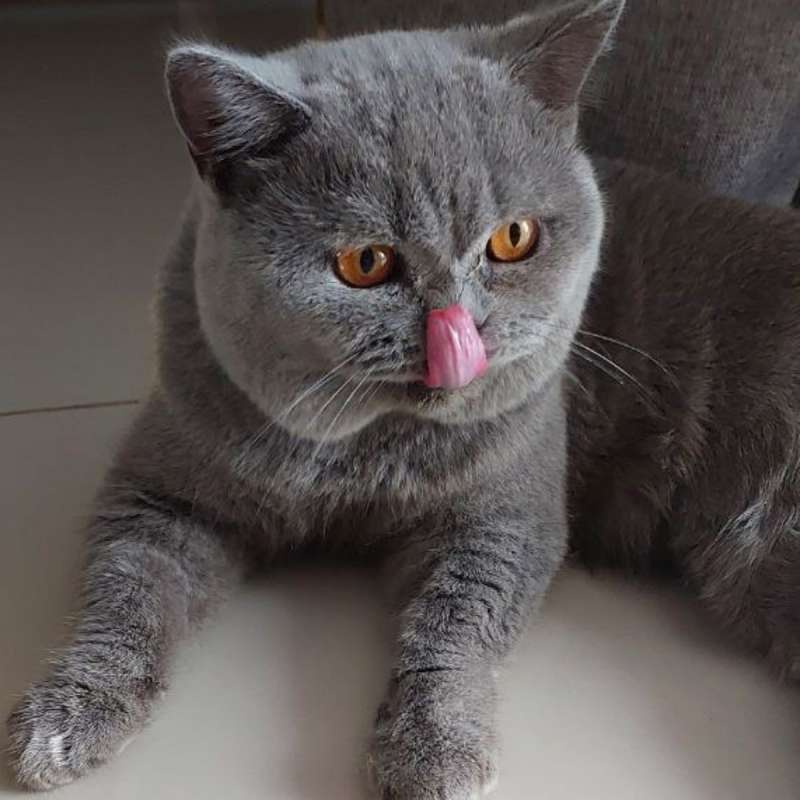 British short hair (bsh) male (nego)