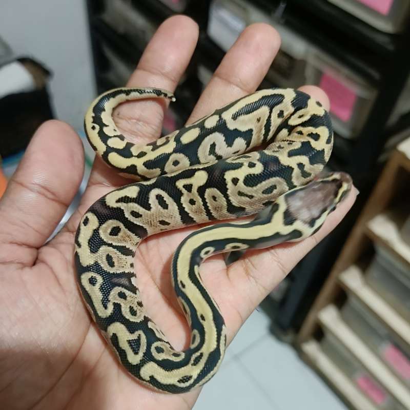 Pastel het pied poss het clown
