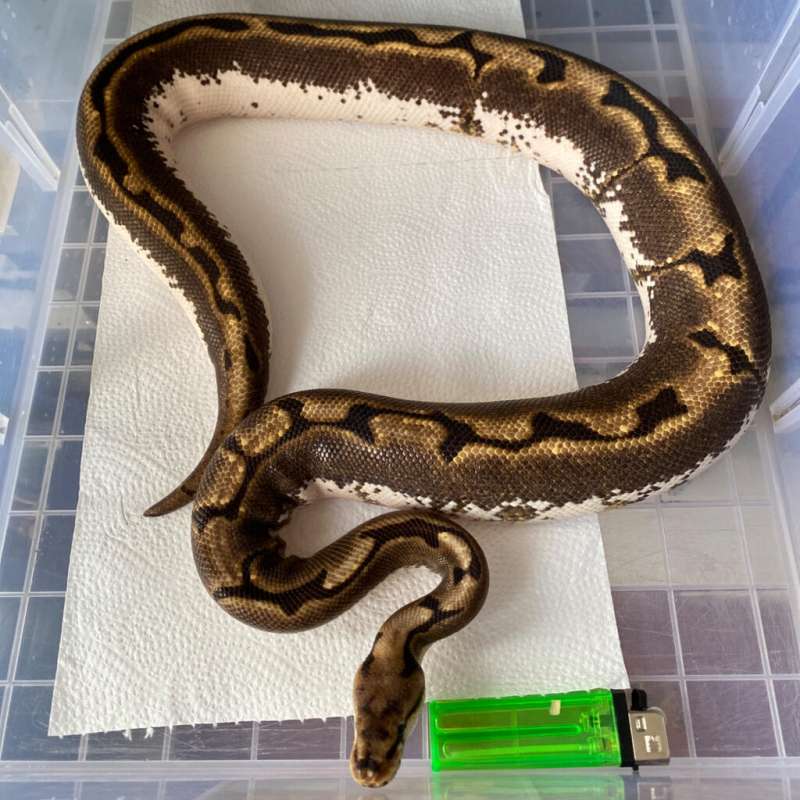 Calider ( Calico Spider )