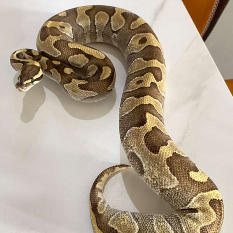 M Orange Dream Butter Het Clown