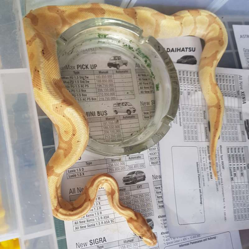 F BANANA ENCHI HET PIED