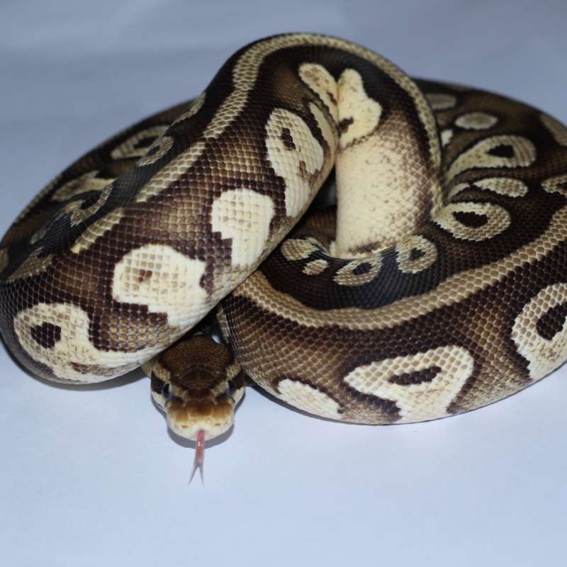 Pastel Mojave dbl het albino pied Female