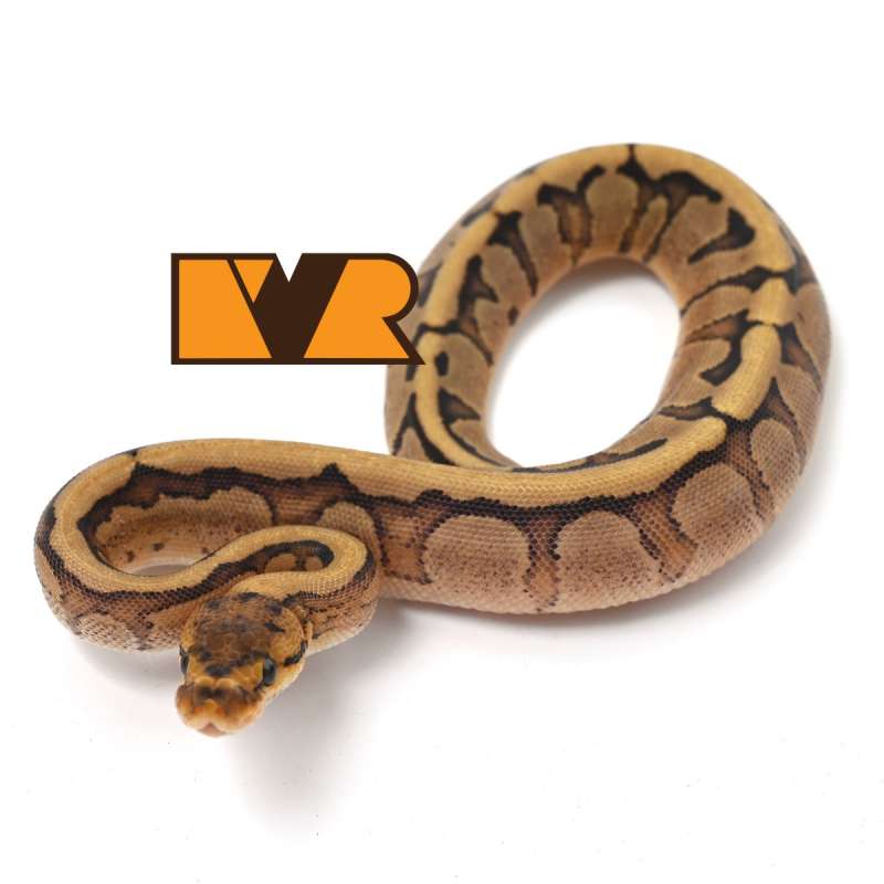 F Fire Red Stripe (Blade) het Clown  [24C0904]