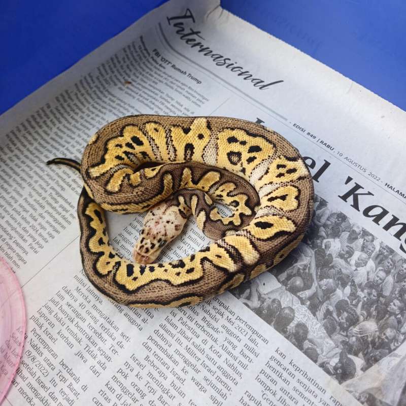 Pastel Clown 66% Het Lavender / Grail combo project