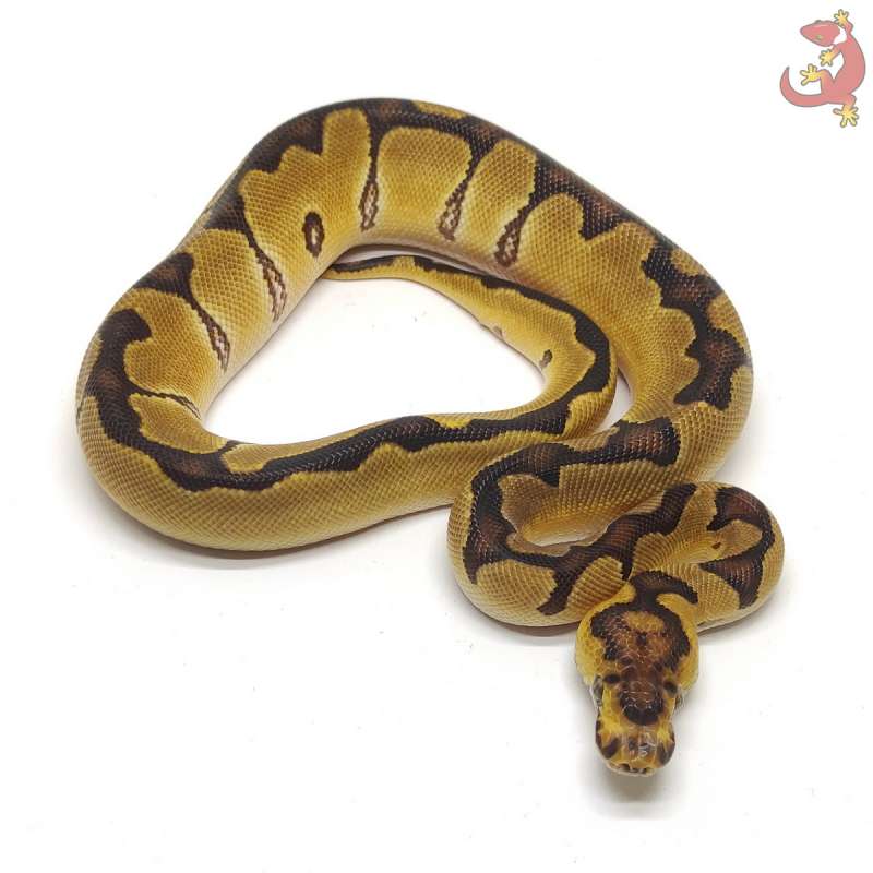 GRAIL COMBO - ENCHI CLOWN HET LAVENDER [24O10]
