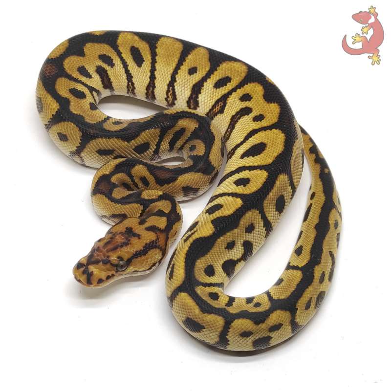F - SPOTNOSE CLOWN