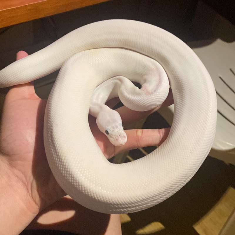 Ball Python - Superfire Poss pastel orange dream yellow belly