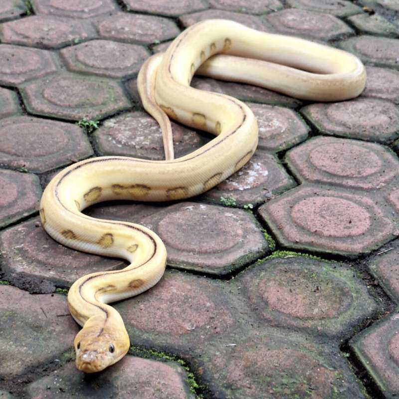Super Tiger het Albino Lavender Female