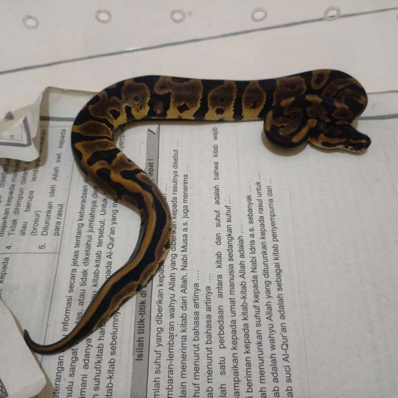 Leopard 50% Het Clown