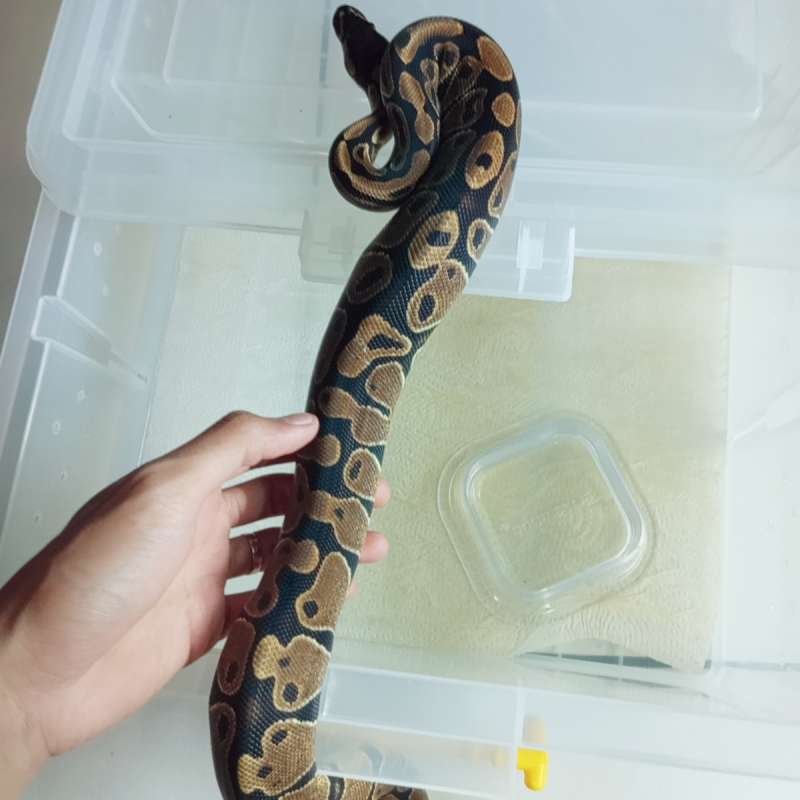 F. DOUBLE HET CLOWN PIED (Bahan Piedbald)