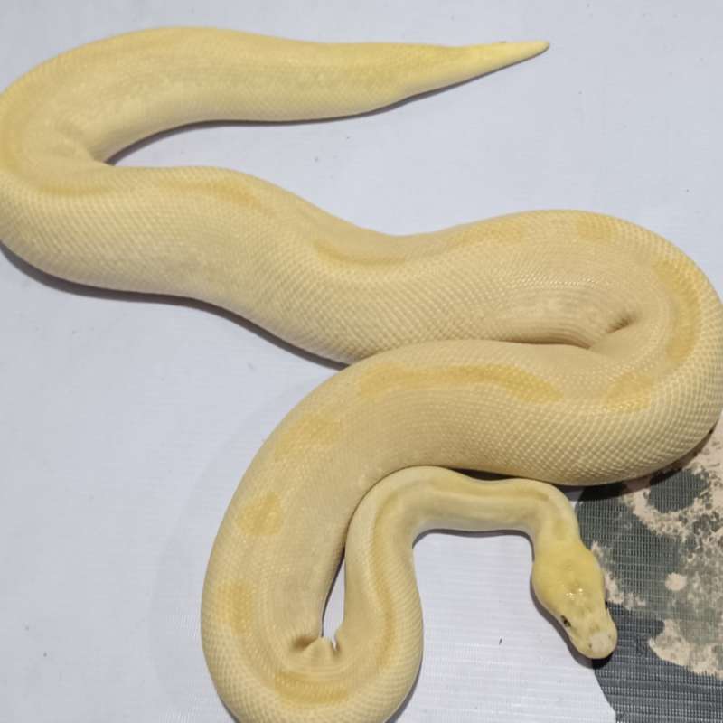 F Clown Banana Enchi Lesser ♀️