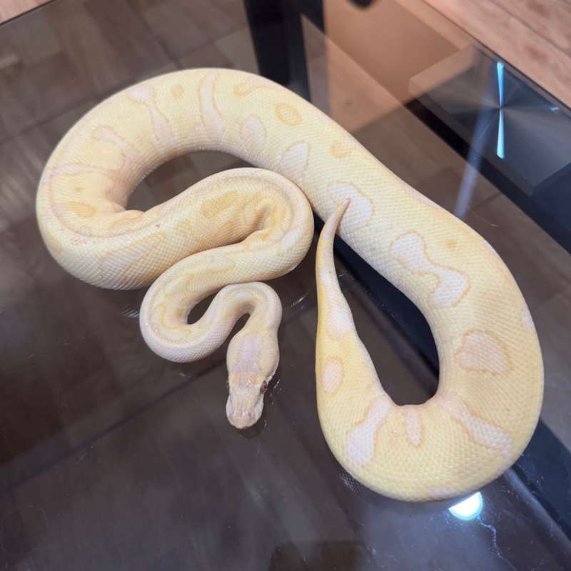 Leopard enchi lavender poss het clown female