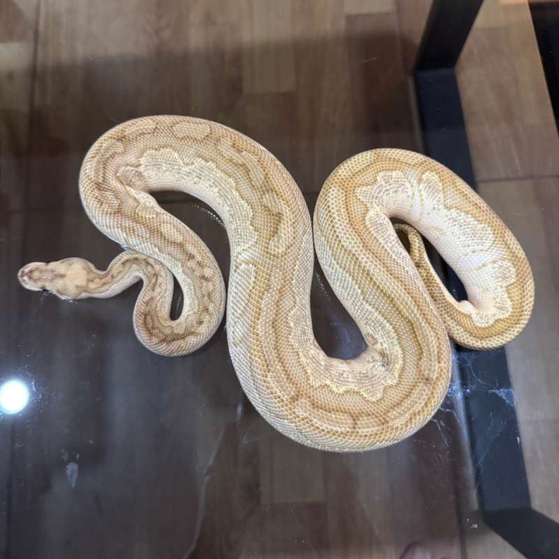 Lesser red stripe clown male