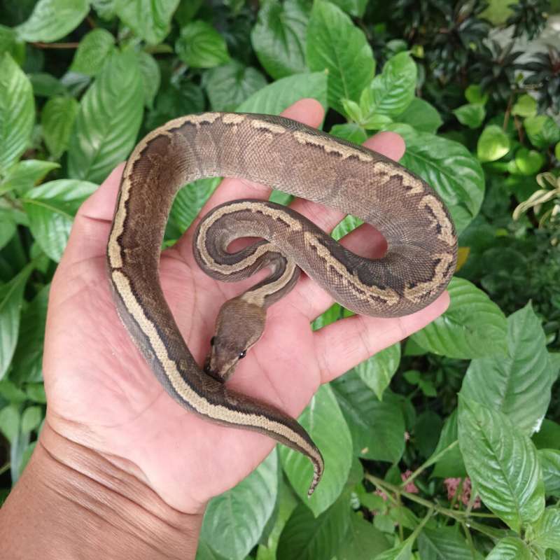 CHOCOLATE GHI PINSTRIPE HET HYPO 100%