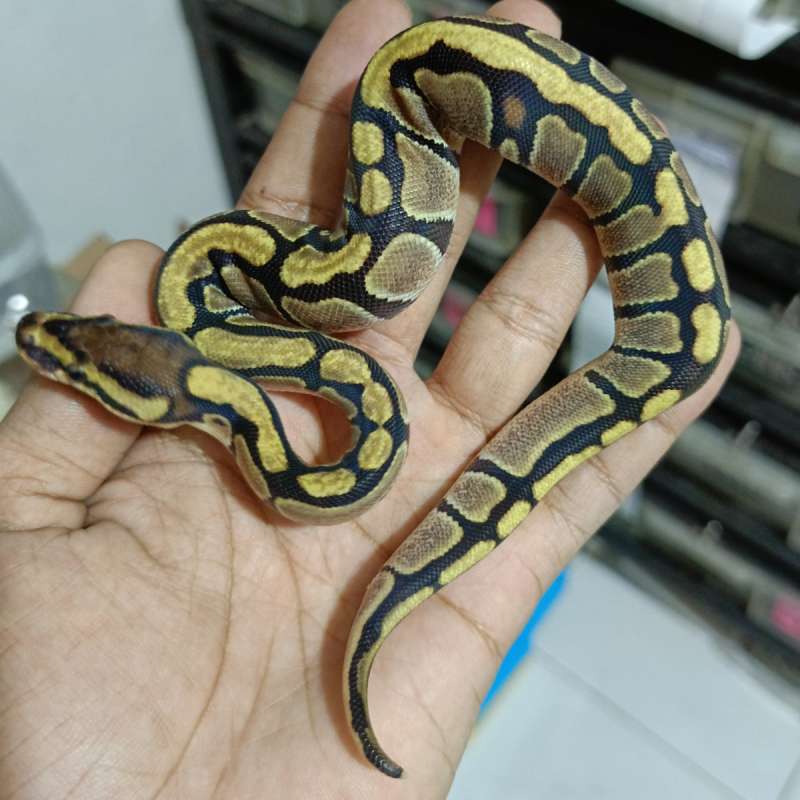 Enchi poss het holly (lavender clown pied)