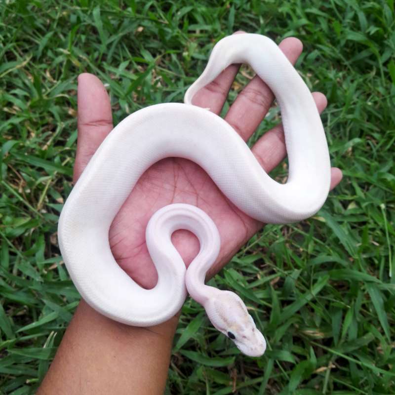 Ball Python Enchi Ivory