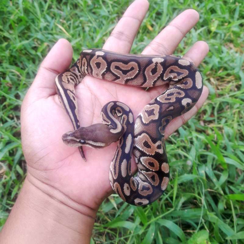 Ball Python Cinnamon