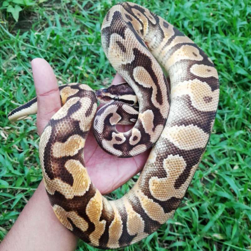Ball Python Enchi Pastel Yellow Belly