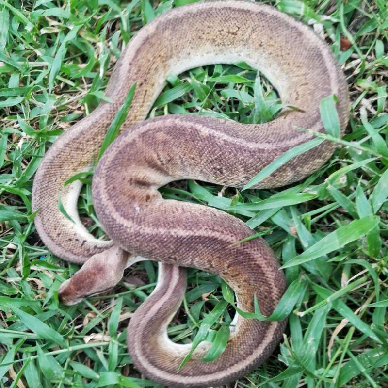 Ball Python Pewter Blast (Cinnamon Pastel Pinstripe)