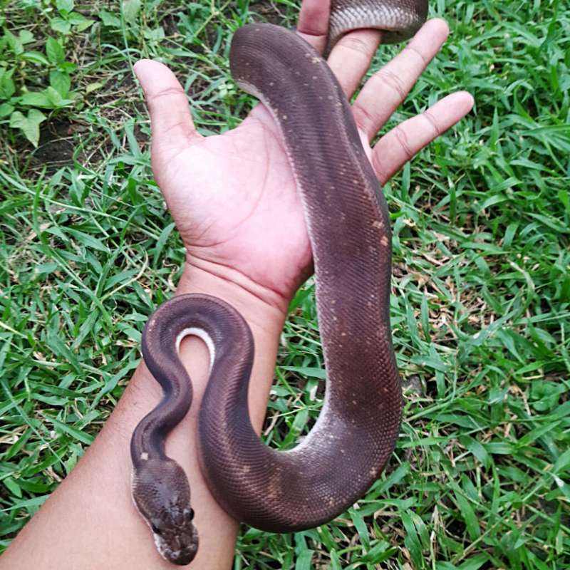 Ball Python Eightball (Black Pastel Cinnamon)
