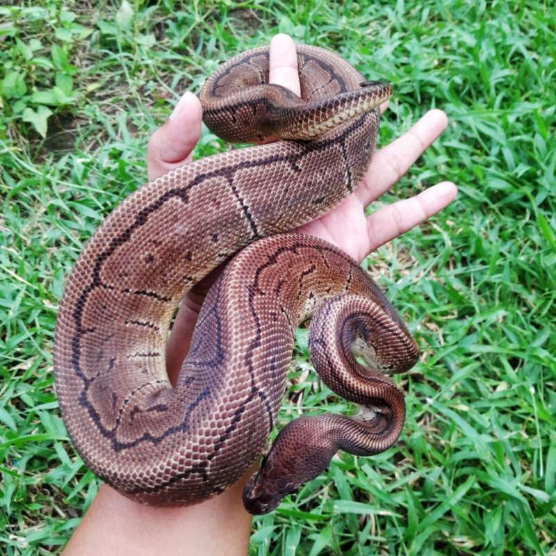 Ball Python Cinnamon Pinstripe