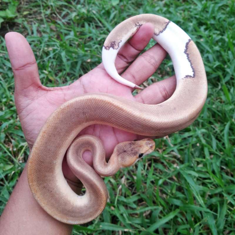 Ball Python Champagne Cinnamon