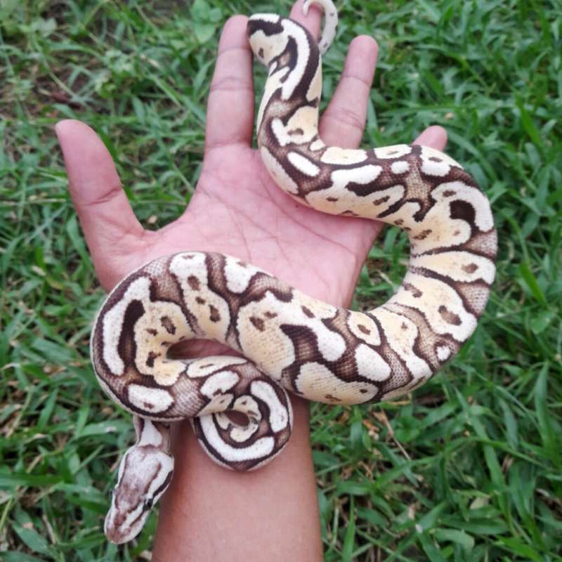 Ball Python Fire Fly Specter/Yellow Belly