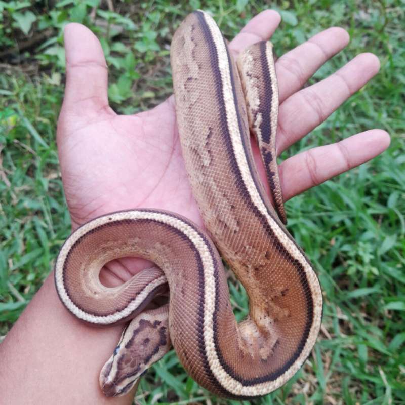 Ball Python Super Stripe (Specter Yellow Belly)