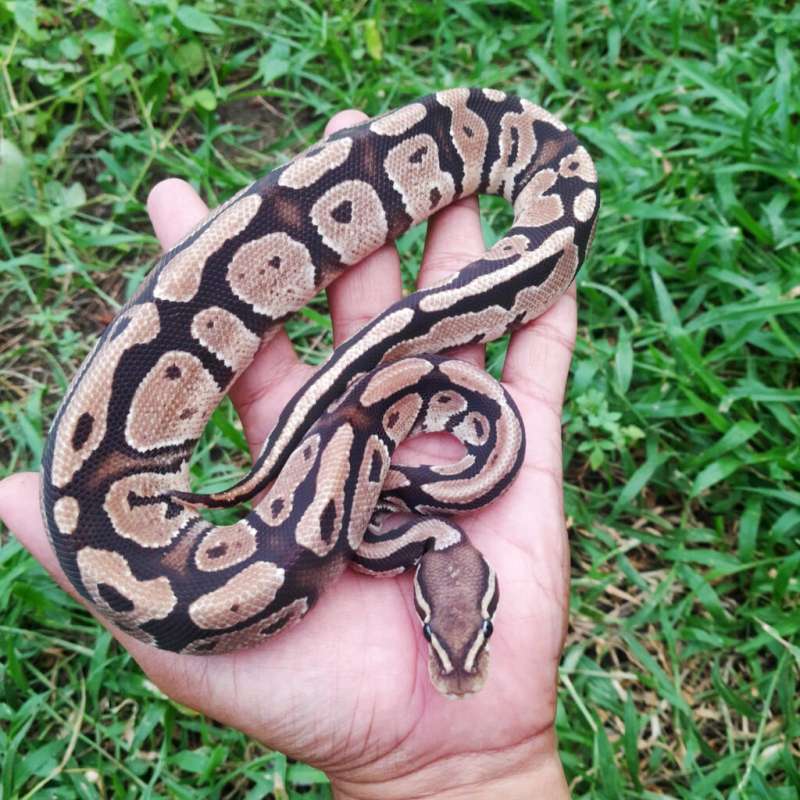 Ball Python Fire Specter